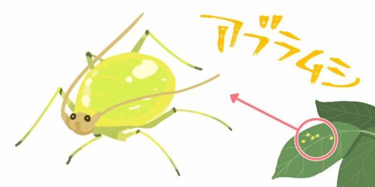 シマトネリコを狙うハマキムシには特に要注意