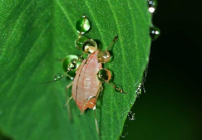 庭にいる蟻は被害があるのか？
