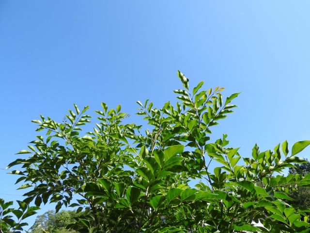 虫に強い！シマトネリコとはどんな植物？