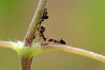 家の中に巣を作るのはシロアリだけじゃない！トビイロケアリに要注意