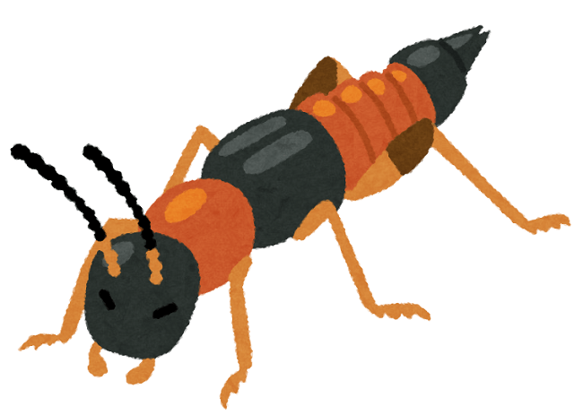 ハネカクシ（やけど虫）の正体。オレンジと黒の“しま“に注意を！