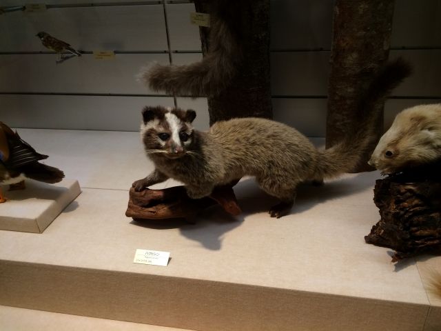 イタチの鳴き声は「キーキー」アライグマやハクビシンとの違い