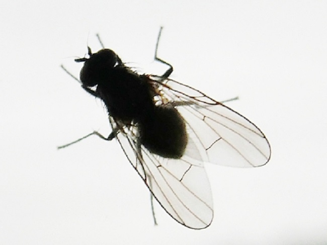 黒い小さい虫が大量発生した！―コバエかも？