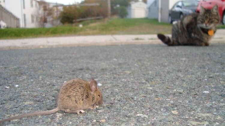 ライオンと同じくネズミにも縄張りが?ネズミの縄張りにはこんな理由があった