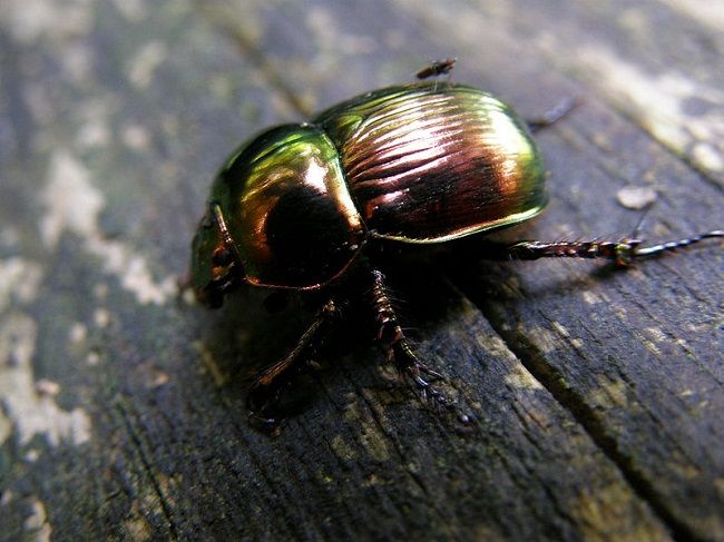 コガネムシによる食害とは