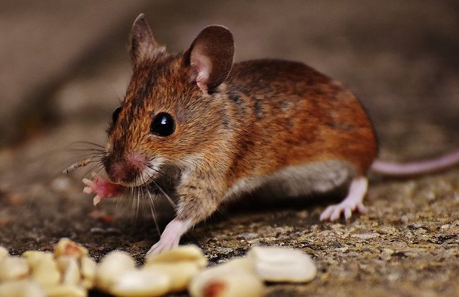 ペット用との飼育方法の違い