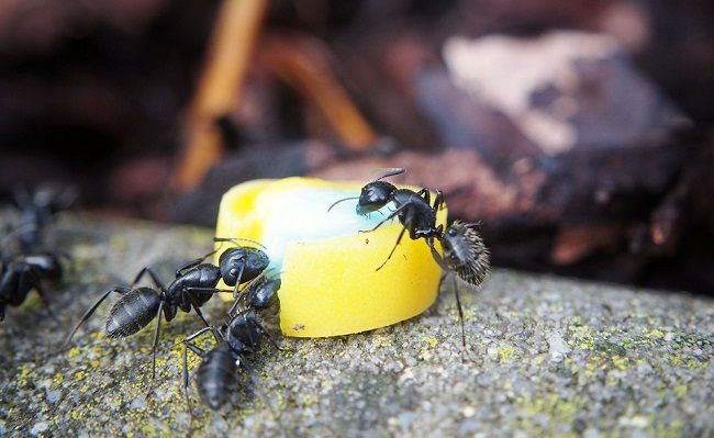 家の蟻を退治する方法
