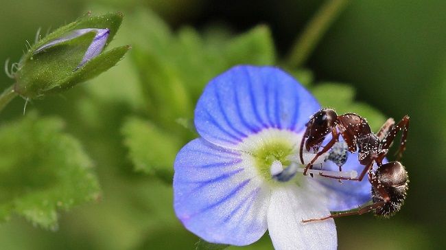 庭の蟻を退治する方法