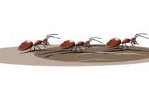 イエヒメアリには駆除剤が効かない？効果を出す方法と予防法について