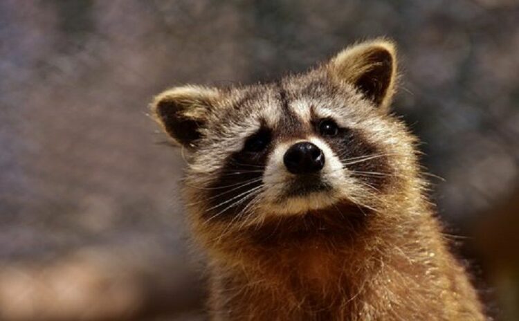アライグマはどんな餌でおびき寄せるのが効果的?特性を利用した餌トラップ法とは