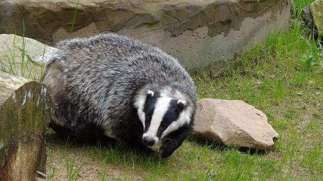 意外と間違える？ハクビシンやアナグマとの違い