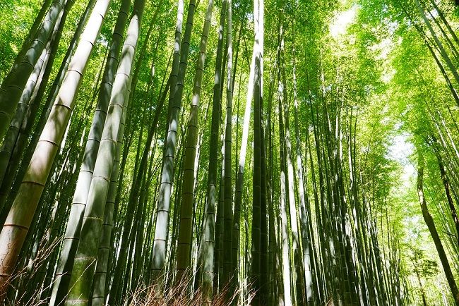 竹を放置することで起こるリスク