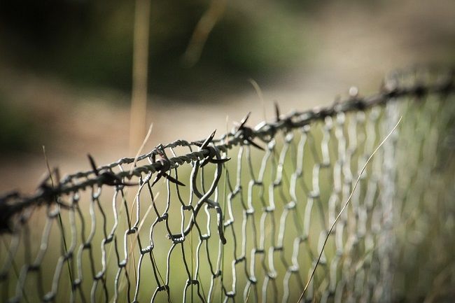 アライグマとハクビシンの駆除や対策方法