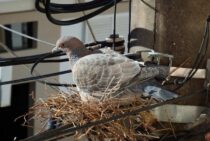 ベランダに鳩の巣と卵が！？産卵させないための鳩対策