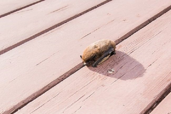コウモリの危険性が高まる季節とは