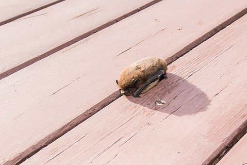 コウモリを捕まえるのは大変？コウモリの生態について