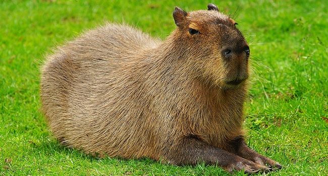 ネズミもいろいろ。大きいネズミはこれ！ペットにできる種類は