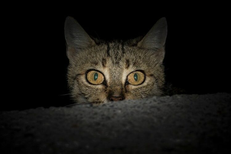 夜中うるさいのはネコの喧嘩?実はハクビシンの鳴き声なんてことも…