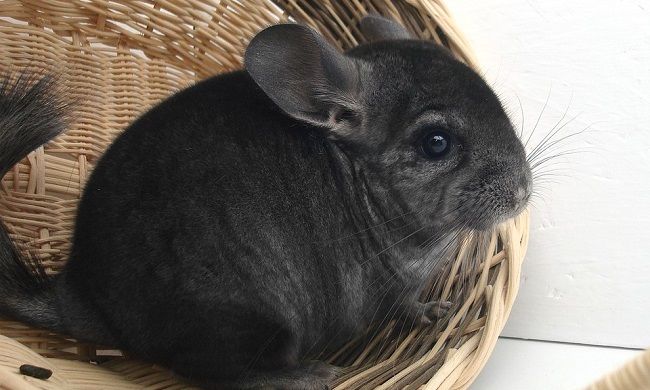 ネズミもいろいろ。大きいネズミはこれ！ペットにできる種類は
