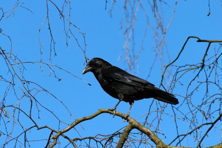 カラスの巣を撤去する前に一読!カラスの巣について知っておきたいこと