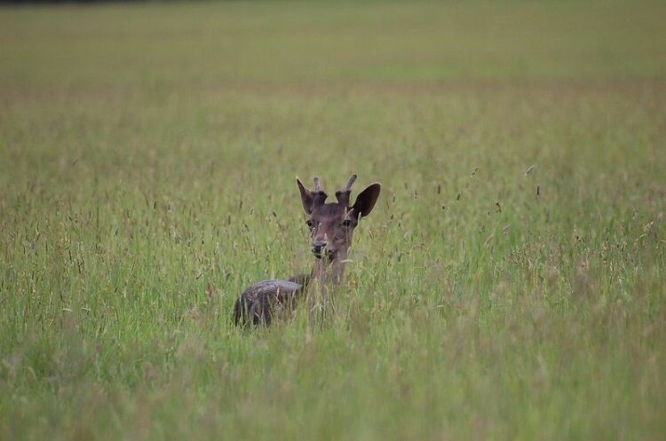 キョンを駆除する方法とは!?そもそもキョンってどんな動物?
