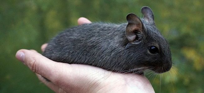 ネズミもいろいろ。大きいネズミはこれ！ペットにできる種類は