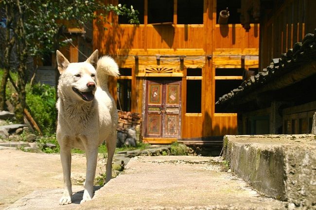 アライグマとハクビシンの駆除や対策方法