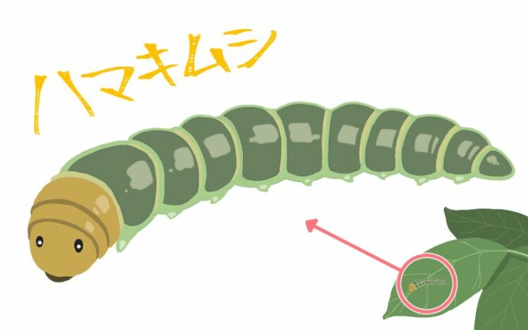 シマトネリコを狙うハマキムシには特に要注意