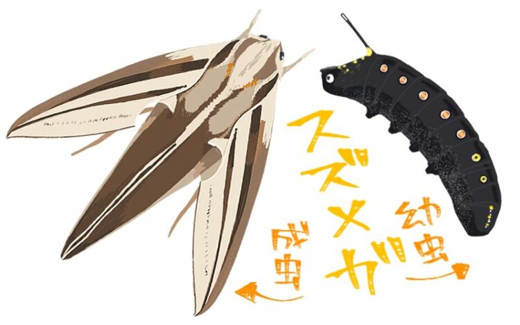 シマトネリコを狙うハマキムシには特に要注意