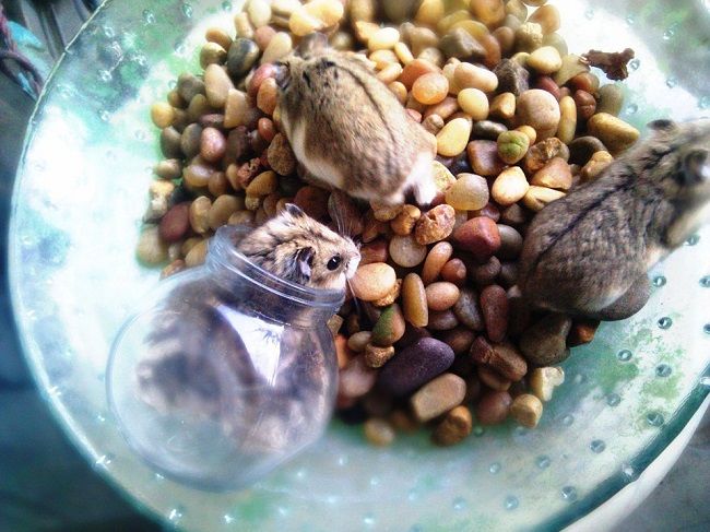 ハムスターがいることでネズミ被害を減らせる？