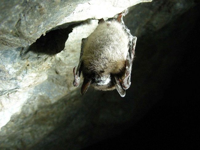 エアコンの中のコウモリを追い出す！その方法