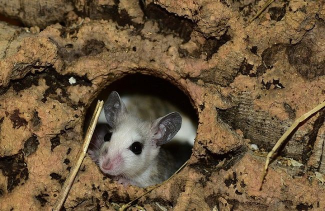 ネズミの習性について