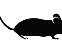 ネズミ駆除はラットサインに注目！侵入経路を突き止めて対処しよう