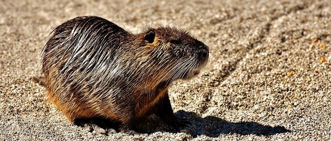ネズミもいろいろ。大きいネズミはこれ！ペットにできる種類は