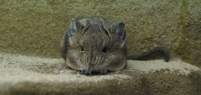 人間に害をなす、大きいドブネズミ。被害の実態とは？