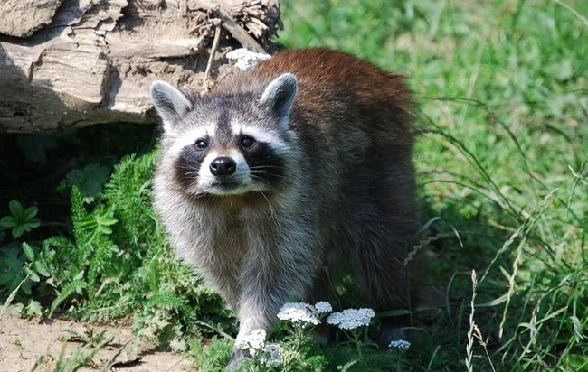 動物の種類としての違い