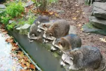 アライグマは飼育できない？その特徴と飼育できない理由について