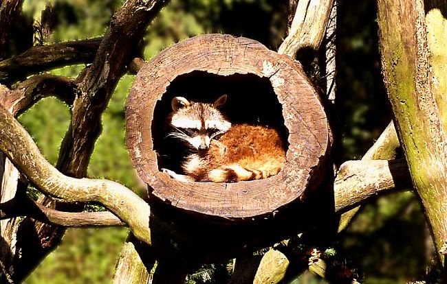 アライグマはいつ冬眠する？アライグマの生態