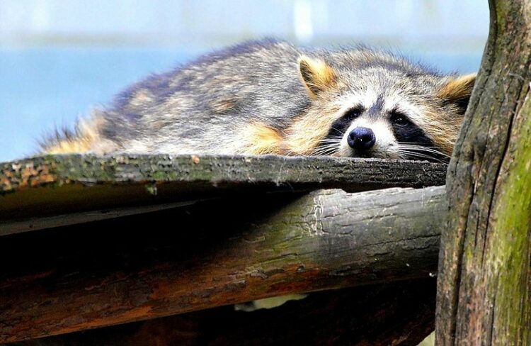 アライグマが冬眠したら被害はなくなる?ハクビシンの冬眠中は?