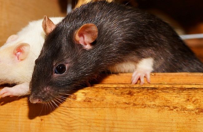 アメリカはネズミ大国？アメリカのネズミ事情
