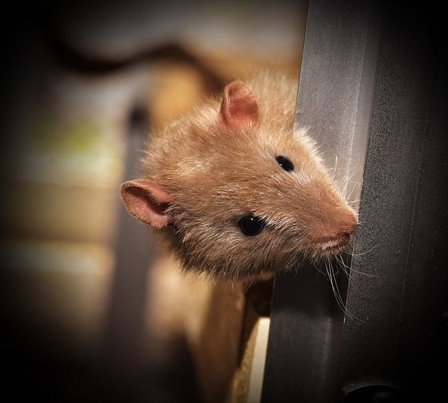 ネズミ駆除に成功しても、ネズミの死骸を放置してはいけないわけ