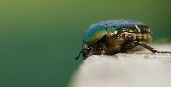 ドウガネブイブイの幼虫。その生態と発生時期