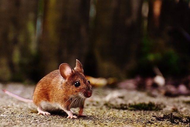 野ネズミってなに？家で出るねずみとの違い