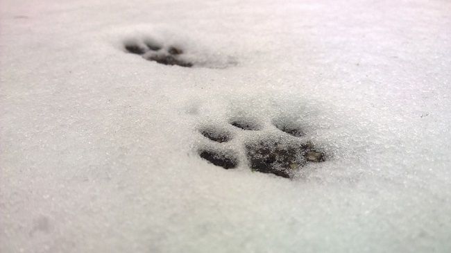 ハクビシンの足跡の特徴
