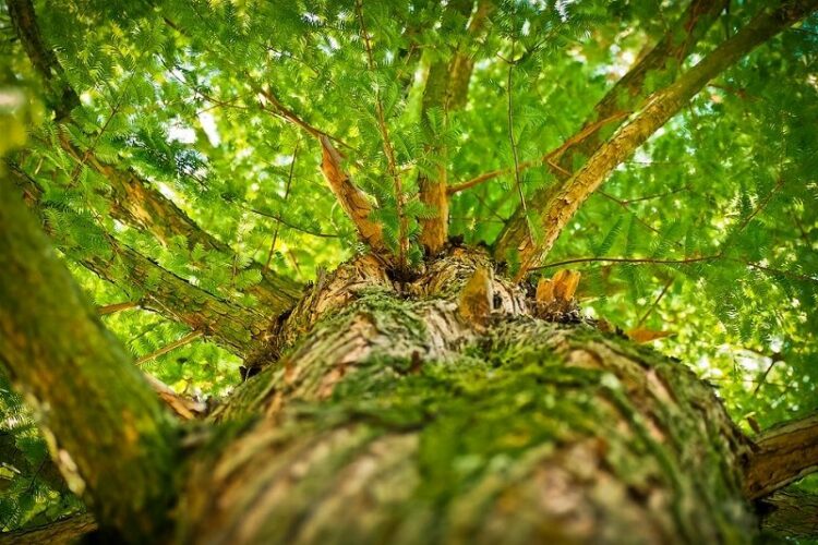 不思議な植物『アリ植物』とは?アリと共生する植物をご紹介します