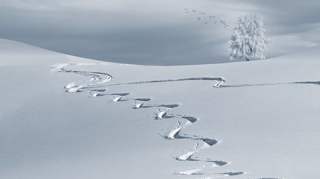 ハクビシンはいつ冬眠する？ハクビシンの生態