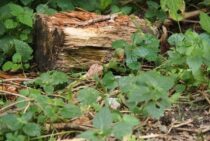 植物を食害から守る！ネキリムシを駆除する方法をご紹介します。