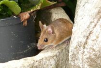 ネズミを家から追い出す方法！手軽な忌避グッズで天井裏のネズミもいなくなる