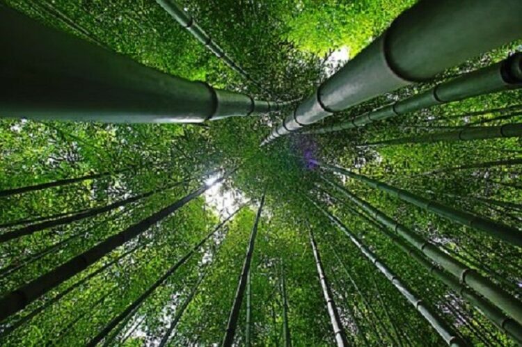 タイプ別竹の除草剤!邪魔な竹を根元から根絶する方法とは