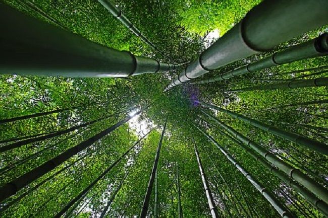 竹を伐採で駆除したいなら、結局いつがいいのか？